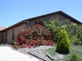 Roses in Bloom