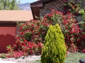 Closeup of Rose Bush