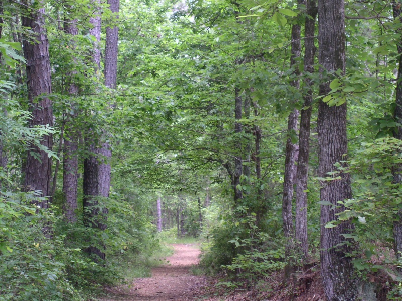 Remnents of old trail