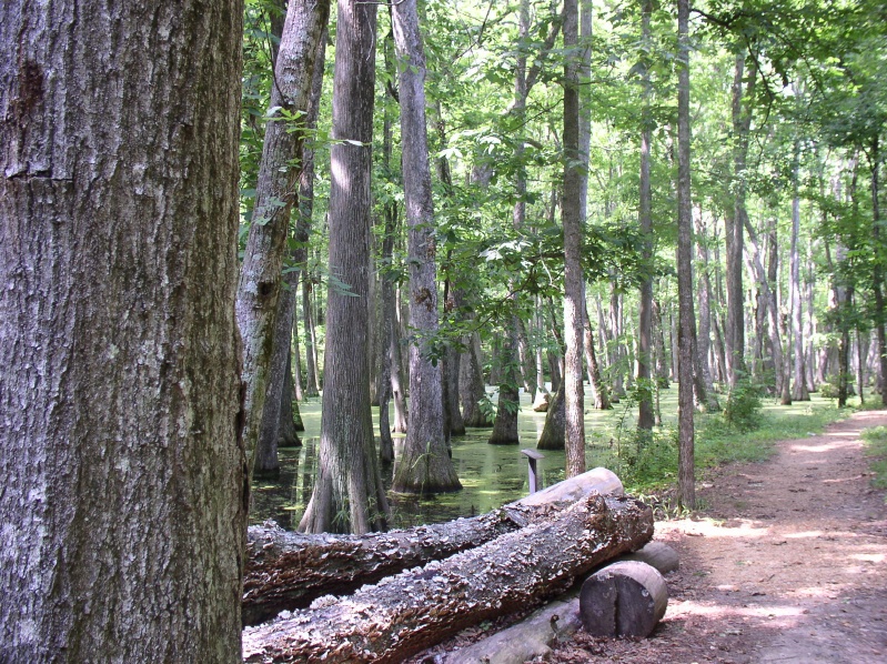Swamp Trail