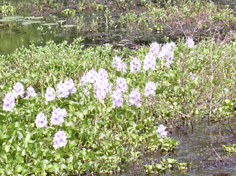 Flowers in Swamp