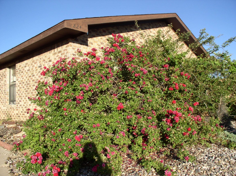 Roses Upon Return