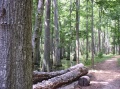 Swamp Trail