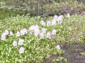 Flowers in Swamp