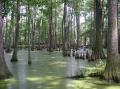 True Swampland