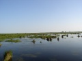 View of Lake/swamp from Boardwalk