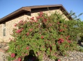 Roses Upon Return