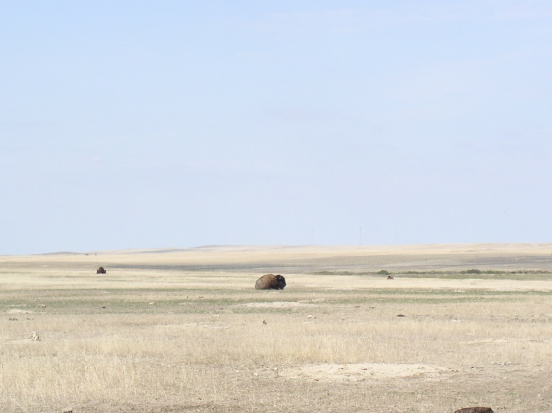 Buffaloes on Plane