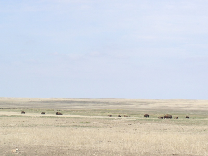 More Plains Buffalo