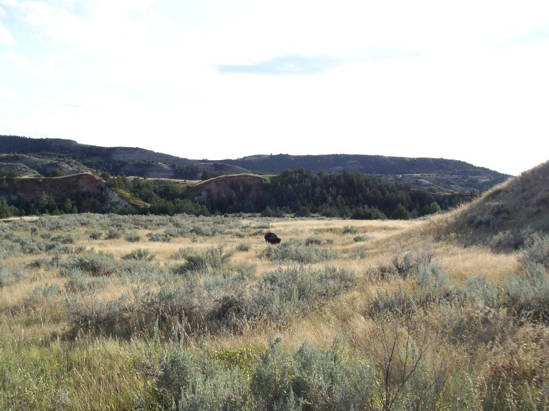 Lone Buffalo