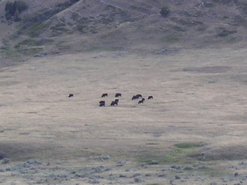 grazing buffalo