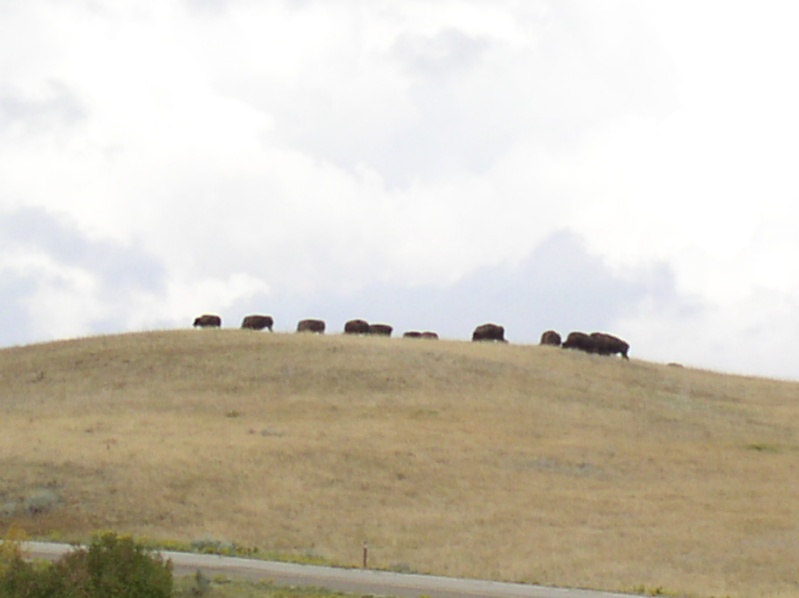 Buffalo on hill