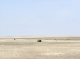 Buffaloes on Plane