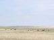 More Plains Buffalo