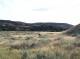 Lone Buffalo