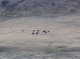 grazing buffalo